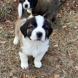 Orange collar male - Red and white male Saint Bernard puppy in Albany, Georgia from Magnolia Saint Bernards