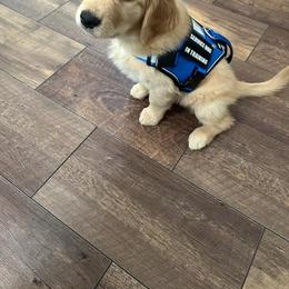 Golden Retriever Puppies from Daffodil Valley Goldens