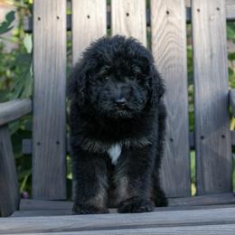 Andy Warhol - Black male Bernedoodle puppy in Eureka, Illinois from Joley Aire Family Dogs