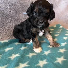 Blue Collar - Black, brown and white markings - Tri-color male Cavapoo puppy in Tempe, Arizona from Springerdoodles Plus AZ