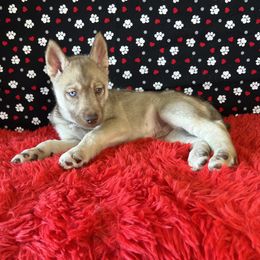 Leo 💛 - Red and white Siberian Husky puppy in Fairborn, Ohio from Haven of Free Spirits