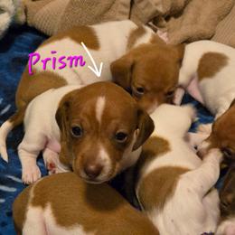 Prism - Piebald female Dachshund puppy in New Caney, Texas from BouncinMiniWeenies