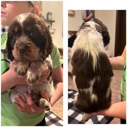 Patsy cline - English Springer Spaniel puppy in Clinton, Missouri from Twin Ridge Springers