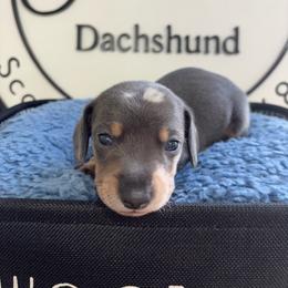 Ziti - Dapple male Dachshund puppy in Scottdale, Pennsylvania from Our Sweet Dachshund Farm