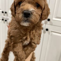 Cavapoo Puppies from SoCal Cavapoos