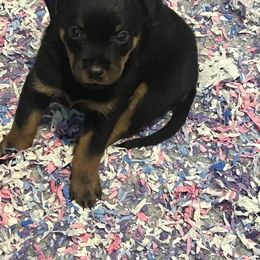 Rottweiler Puppies from Rott Nation Dog Breeding