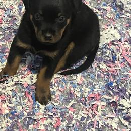 Rottweiler Puppies from Rott Nation Dog Breeding