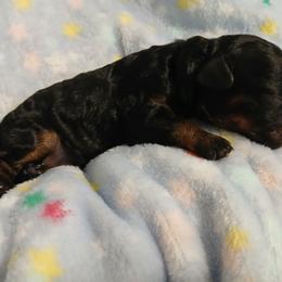 Baxter - Black and tan male Havapoo puppy in Blanch, North Carolina from Faithful Hearts Kennel