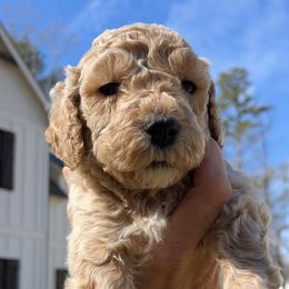 Goldendoodle Puppies from Ellie's Goldendoodles
