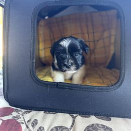 Golden Retriever and Havanese Puppies from Liberty LionsWatch