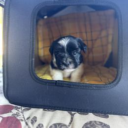 Golden Retriever and Havanese Puppies from Liberty LionsWatch