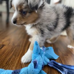 Miniature Australian Shepherd and Toy Australian Shepherd Puppies from Sunset Hill Mini & Toy Aussies
