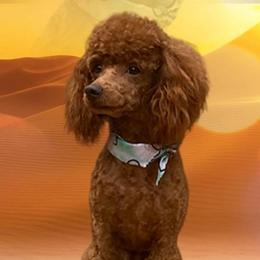 Coconut - Poodle