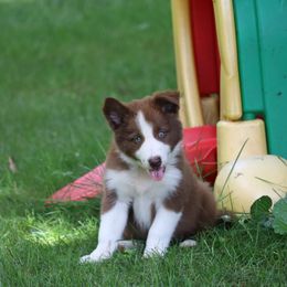 Border Collie, English Setter, and Miniature American Shepherd Puppies from First Harmony Farms