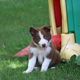 Border Collie, English Setter, and Miniature American Shepherd Puppies from First Harmony Farms