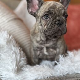 Skelly - Brindle male French Bulldog puppy in Clever, Missouri from Crystals Bulldog Bungalow