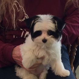 Morkie and Yorkshire Terrier Puppies from Jewels Yorkshire’s