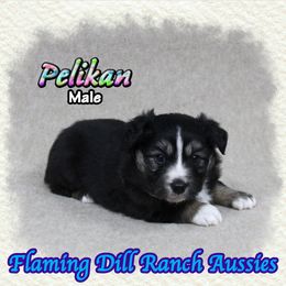 Pelikan - Black tri male Toy Australian Shepherd puppy in Forestburg, Texas from Flaming Dill Ranch Aussies