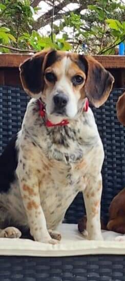 Beagle All Grown Up from Hamptons Ridge Beagles