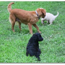 Goldendoodle Puppies from COTTAGE DOODLES