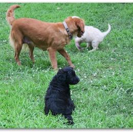 Goldendoodle Puppies from COTTAGE DOODLES