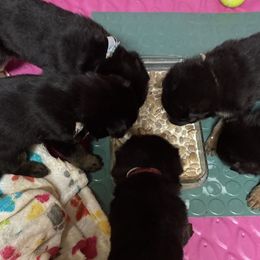 German Shepherd Puppies from Jemira Kennel