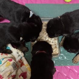 German Shepherd Puppies from Jemira Kennel