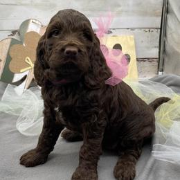 Girl 2 - Liver and white female Springerdoodle puppy in Lisbon, Ohio from Willow Lane Doodles