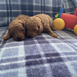 Poodle Puppies from 3C Poodles