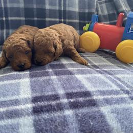 Poodle Puppies from 3C Poodles