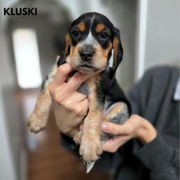 Kluski - Black tan and bluetick male Beagle puppy in Coraopolis, Pennsylvania from DeNard Beagles