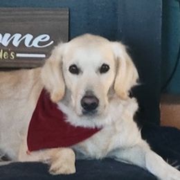 Golden Retrievers from Sande's Golden Acres