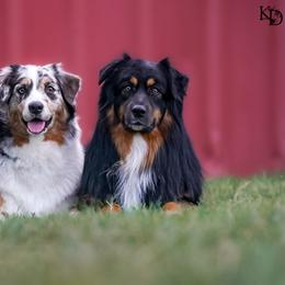 Australian Shepherd All Grown Up from Eventide Australian Shepherds