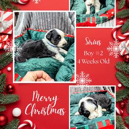 Australian Shepherd and Great Dane Puppies from AEW Farm