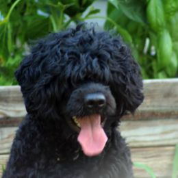Portuguese Water Dogs from Robin Burmeister