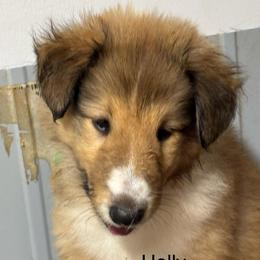 Pink collar - Sable and white female Collie puppy in Norris City, Illinois from Hoskins Collies