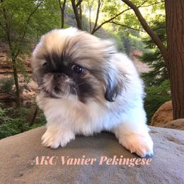 Boy 1 - White male Pekingese puppy in Texas from Vanier Pekingese