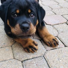 Rottweiler Puppies from Alpha Co. Rottweilers
