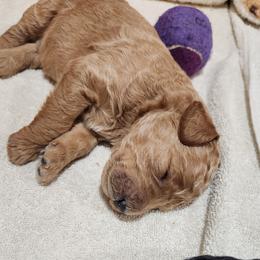 Burley - Apricot male Poodle puppy in Stephentown, New York from Creme de la Poodle, standard poodles