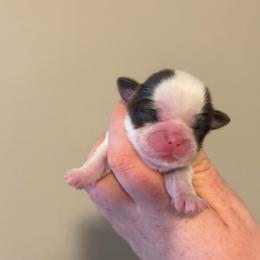 Boy 2 - Liver and white male Shih Tzu puppy in Springfield, Missouri from Lopez Family Tails