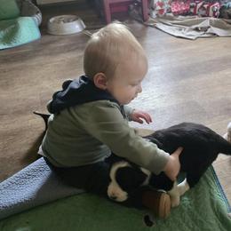 Border Collie Puppies from Cahill’s Canines