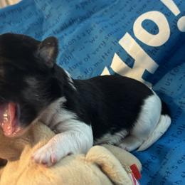 Black and white with particle collar - Black and white male Havanese puppy in East Lansing, Michigan from VanCort's Happy Havanese