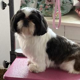 DYLAN - Shih Tzu