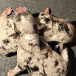 Sweet Pea - Blue merle female Toy Australian Shepherd puppy in Cedar Creek, Texas from Rowdy Ranch Tx