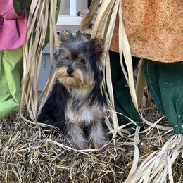 Rose - Black and tan female Yorkshire Terrier puppy in Decker, Michigan from Diane's Pups