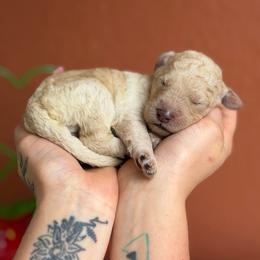 Sky - Cream male Poodle puppy in Midwest City, Oklahoma from Strawberry Hill Puppy Patch