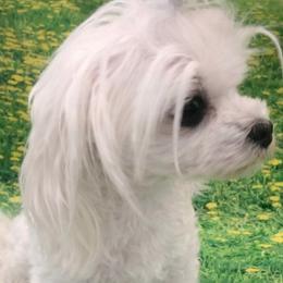 Lucy - Maltese