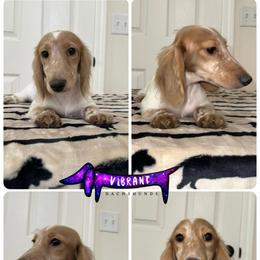 White collar - Piebald male Dachshund puppy in Turlock, California from Vibrant Dachshunds
