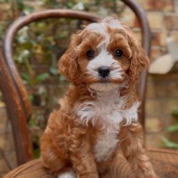 Ireland - Apricot female Cavapoo puppy in Arlington, Texas from Van Haselen Poodles and Doodles