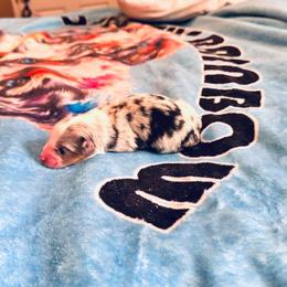 Valentino - Blue merle male Australian Shepherd puppy in Williston, Florida from Over The Rainbow Aussies